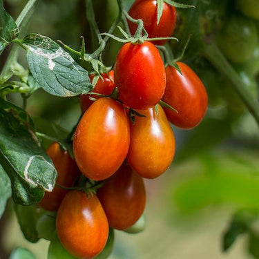 Roma Tomato Seeds - The Pepper Pantry (Formerly Marie Sharp's)